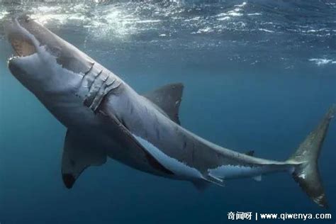 已灭绝的十大鲨鱼 推荐巨齿鲨体长为14米重可达40吨 - 遇奇吧