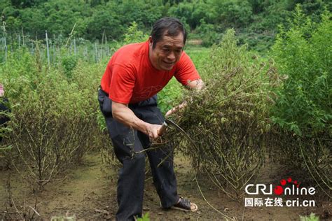 能治病的“青青草”带来财富 河池罗城县青蒿产业助脱贫-国际在线