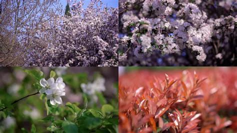 实拍春暖花开4K视频素材花卉鲜花绽放郊外大自然美景拍摄花朵特写-后期自修室
