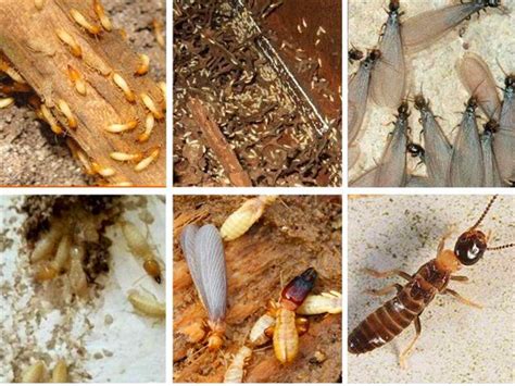 白蚁防治-德拜有害生物防治环保科技有限公司