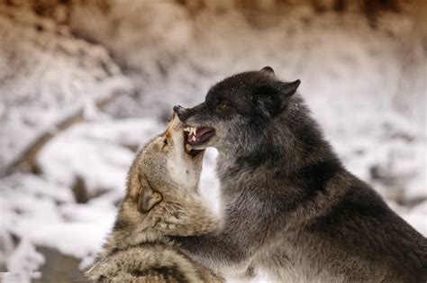狼群与狼群最火爆的战斗，野狼打架夺地盘还是靠数量