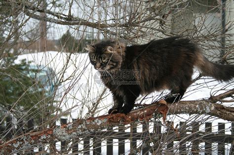 挪威森林猫图集图片
