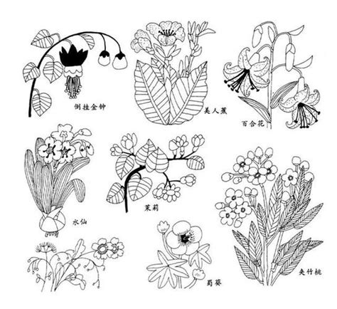 50种植物简笔画带颜色 50种植物简笔画带颜色的图片 | 抖兔教育
