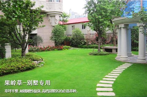 上海暖季型草坪交播技术-养花技巧-江苏长景园林
