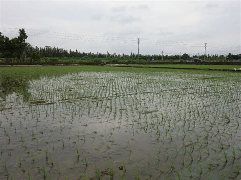 江西修水：强降雨导致4300多亩农田被淹，村民紧急转移_腾讯视频