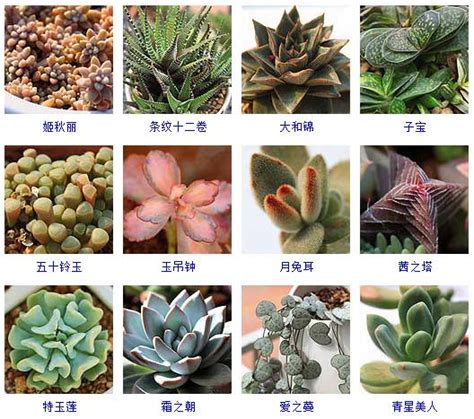 多肉植物图片及名称 - 花百科