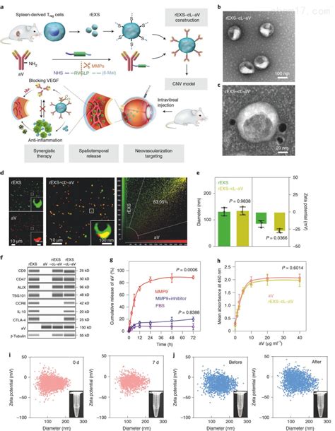 文献解读|可切割VEGF抗体与调节性T细胞来源的外泌体耦合策略用于治疗脉络膜新生血管疾病 - 文献综述 - 资讯 - 生物在线