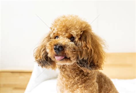 纯种泰迪犬幼犬狗狗出售 宠物泰迪犬可支付宝交易 泰迪/贵宾 /编号10100200 - 宝贝它