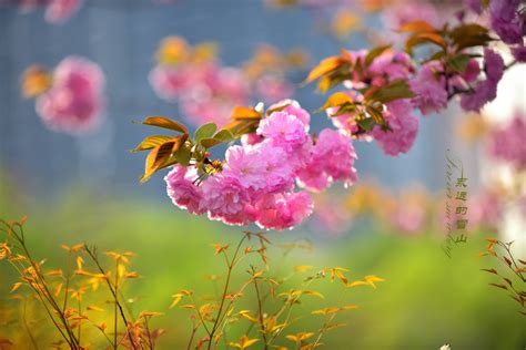 《春暖花开》 大自然壁纸_植物_太平洋科技