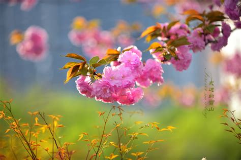春暖花开图片