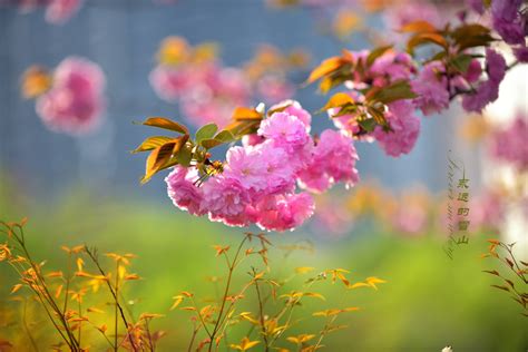 春暖花开，又到赏花季，但这些花你都认识么_原创_新浪众测