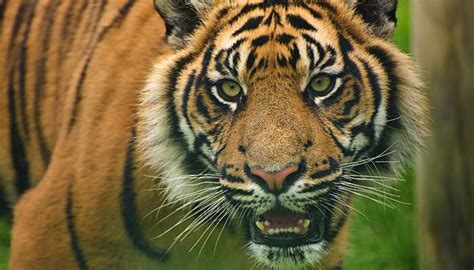 生肖虎是什么属性 属虎的五行什么命最好 - 万年历