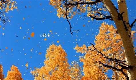 班得瑞《秋天的落叶》秋风带来了迷人的秋色_腾讯视频