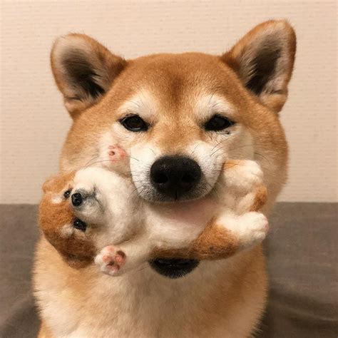 狗的非主流头像