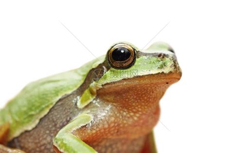 野生动物青蛙高清图片下载-正版图片307782572-摄图网
