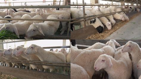 阿拉善盟农牧局 部门动态 盟畜牧研究所科研人员深入阿左旗白绒山羊养殖标准化示范区开展技术指导