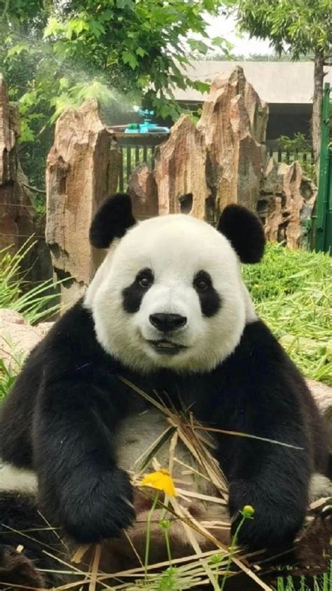 熊猫妹非主流头像