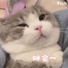 猫咪擦玻璃 GIF 动图_gif_猫咪_动图_玻璃表情 - 发表情 - fabiaoqing.com