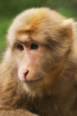 世界上很珍贵的6种猴子，你见过几种？