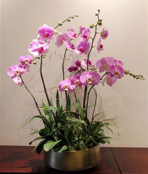 十种名贵的兰花品种 - 花百科