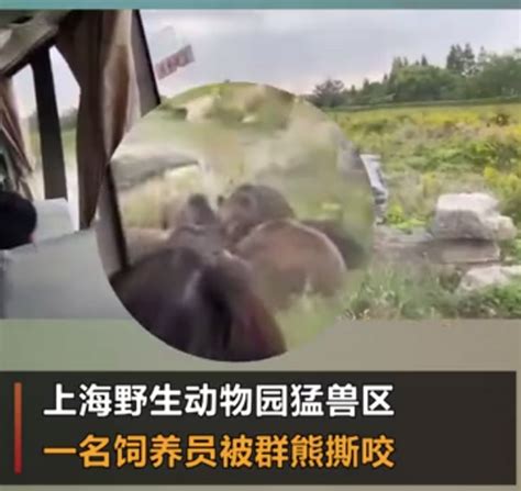 上海野生动物园熊群咬死饲养员，调查报告公布：9名负责人被处理 | 北晚新视觉