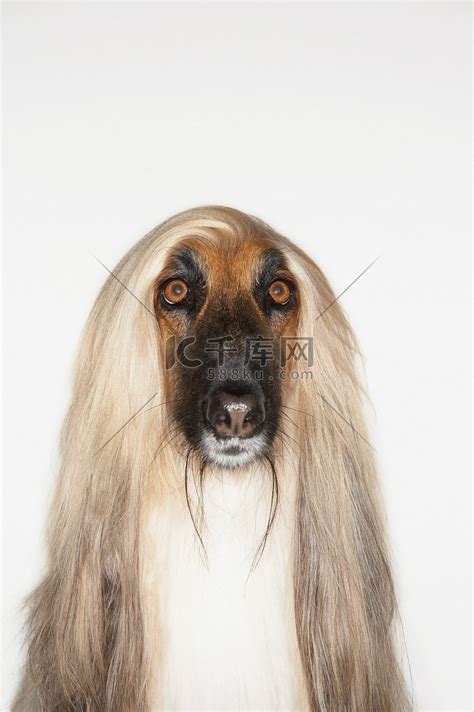 阿富汗黄金猎犬图片