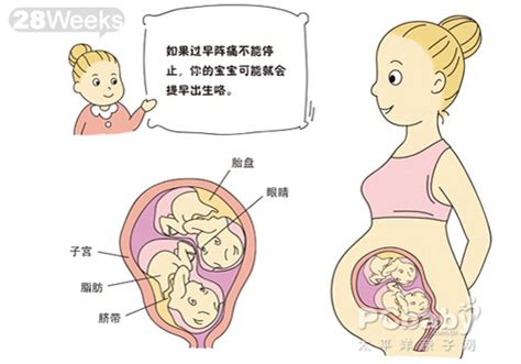 双胞胎胎儿发育图_科普图库_亲子图库_太平洋亲子网