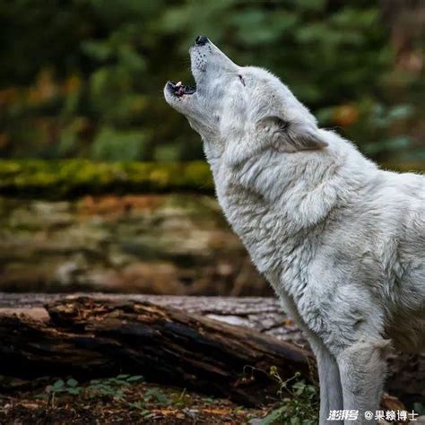 狼嚎的警告高清图片下载-正版图片600229293-摄图网