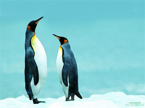 南极企鹅有什么生活习性？ - 南极百科