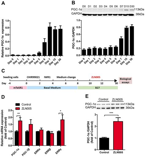 Modulation of PGC-1a by AMPK and SIRT1. The serine/threonine kinase ...