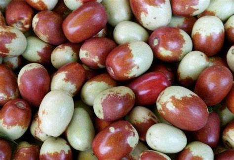 辽宁朝阳大枣——最甜脆的枣品种-枣百科