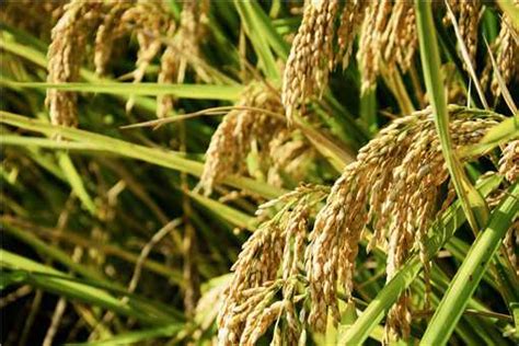 组图｜平均亩产910公斤 海南杂交水稻攻关示范项目2022年双季早稻测产