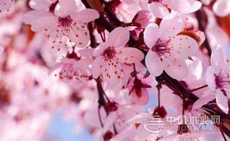 樱花花语（探索樱花的深层意义，传达爱与美的信念）_花植网