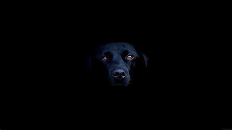 怎样写黑狗的外貌，黑狗怎么写它的样子-酷派宠物网