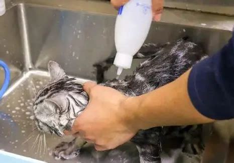 宠物店给猫洗澡多少钱一次-宠物网问答