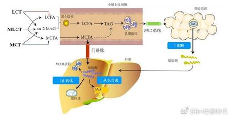 【科普】中长链甘油三酯的代谢特征__财经头条