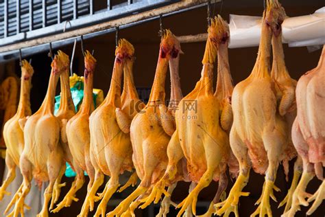 男子用手电筒 吓死养鸡场1100多只鸡 被判有期徒刑六个月_凤凰网视频_凤凰网
