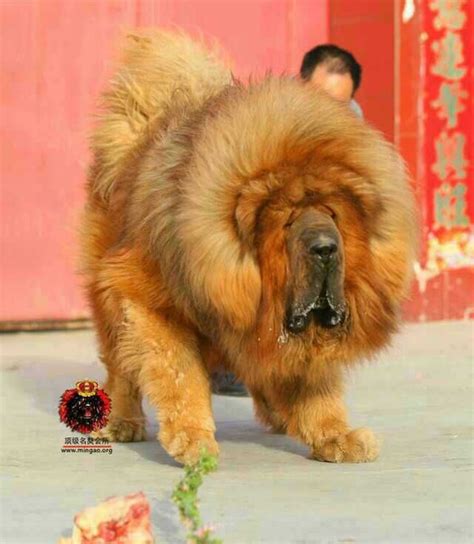 中国10大最有名的功勋藏獒，狮王当之无愧第一，咏江滨第二