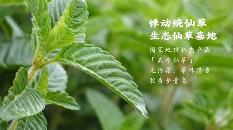 仙草图片