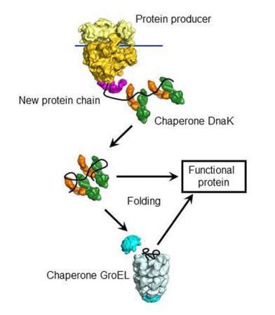 分子伴侣 DnaK 在蛋白质折叠中发挥中枢作用_生物探索