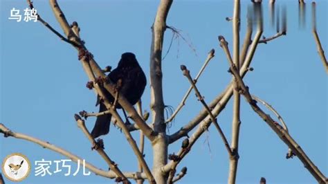 科学网—尖颊鹰已成了常客--兼赏百舌鸟的进攻谋略 - 管克英的博文
