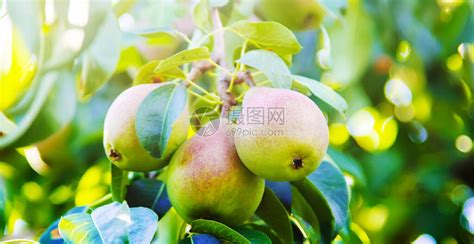 我国优良梨树品种有哪些？砂梨系统：梨大果可重达2100克！_果实