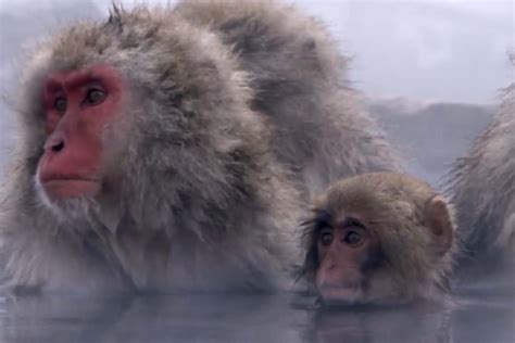 猴子到底有多聪明？BBC残酷记录等级分明的猴类家族_凤凰网视频_凤凰网