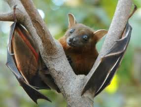蝙蝠怎么吃东西（蝙蝠吃水果就像人啃甘蔗，喝果汁，吐残渣，便便曾经引起过埃博拉） | 说明书网