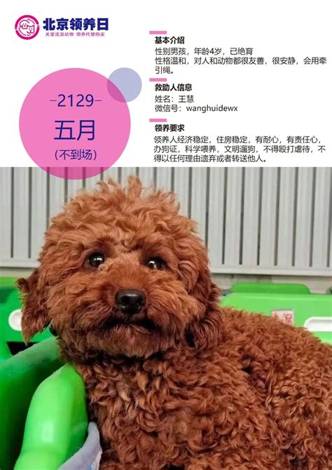 宠物领养海报模板图片素材_公益宣传图片_海报图片_第6张_红动中国
