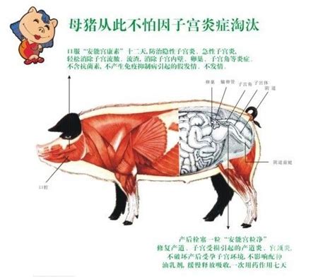 母猪子宫炎的正确处置 - 猪的胎产病/猪病大全/养猪技术 - 中国养猪网-中国养猪行业门户网站