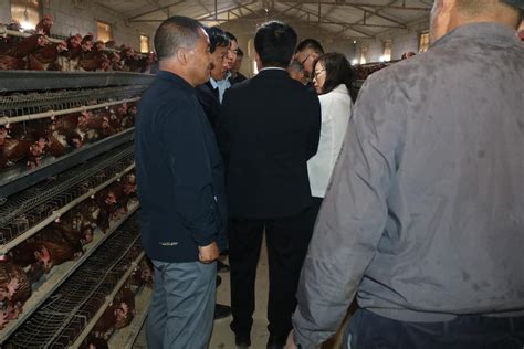 沃德股份——如何打造肉鸡产业的中国“芯”_企业动态_动态_中国饲料工业信息网