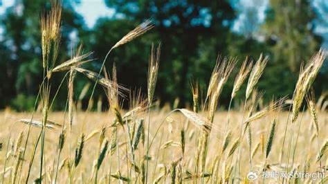 商务部：终止对澳进口大麦“双反”征税！|尼泊尔|亚马逊|大麦_新浪新闻