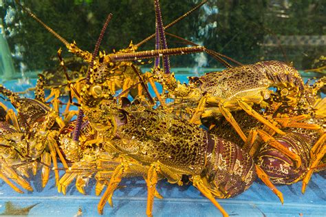 世界上最大的龙虾，波士顿龙虾体长可达1米_巴拉排行榜