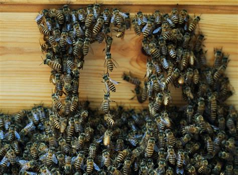 蜜蜂入屋筑巢是什么征兆？ - 蜜蜂知识 - 酷蜜蜂